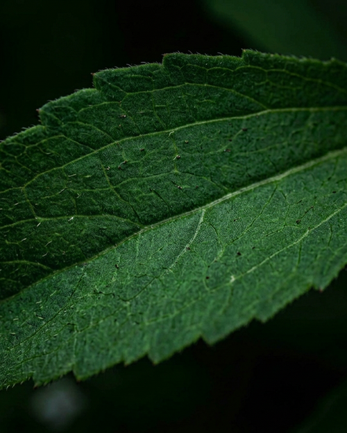 stevia